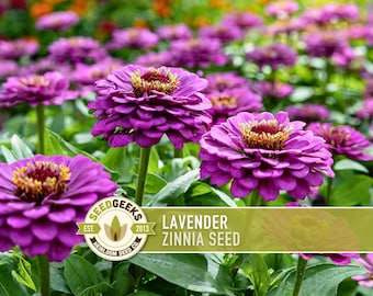 Lavender Zinnia Seed | 100+ Seeds, Heirloom, Purple Cut Flowers, Butterfly Victorian Garden, Zinnia elegans