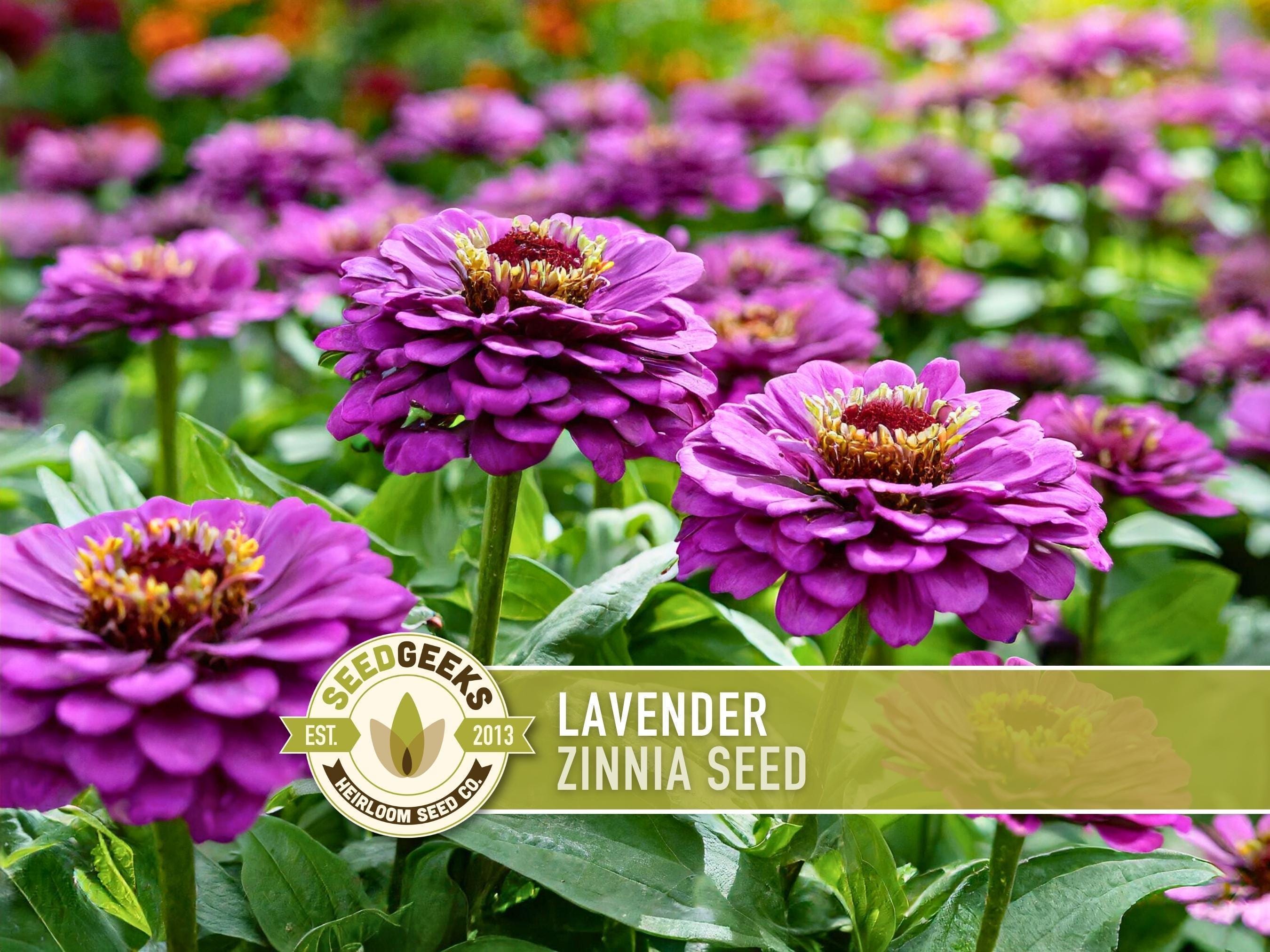 Lavender Zinnia Seed | 100+ Seeds, Heirloom, Purple Cut Flowers