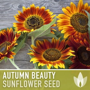 Autumn Beauty Sunflower Seeds -  Heirloom Seeds, Seed Packets, Flower Seeds, Sunflower, Non GMO, Open Pollinated