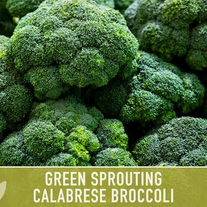 Green Sprouting Calabrese Broccoli Seeds - Heirloom, Organic, Non-GMO, Open Pollinated, Seed Packets image 10