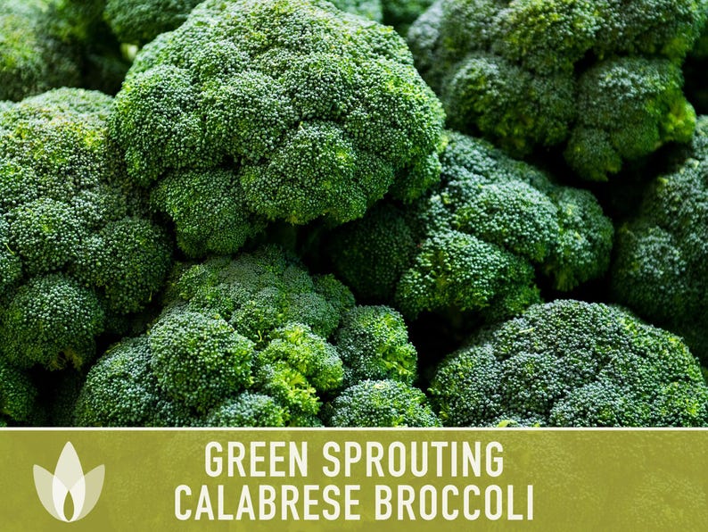 Green Sprouting Calabrese Broccoli Seeds - Heirloom, Organic, Non-GMO, Open Pollinated, Seed Packets image 10