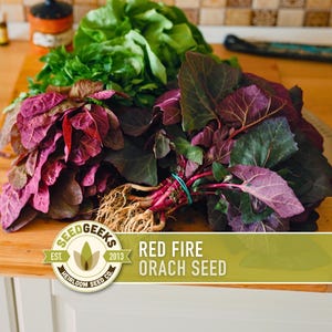 May include: Freshly harvested Red Fire Orach seed bundles with vibrant red and green leaves, roots, and stems, displayed on a wooden cutting board. The image includes the Seed Geeks logo and text: "Red Fire Orach Seed".