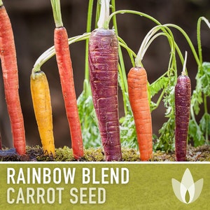 Rainbow Carrot Heirloom Seeds - Atomic Red, Bambino Orange, Cosmic Purple, Lunar White, Solar Yellow, Rainbow Blend, Non-GMO