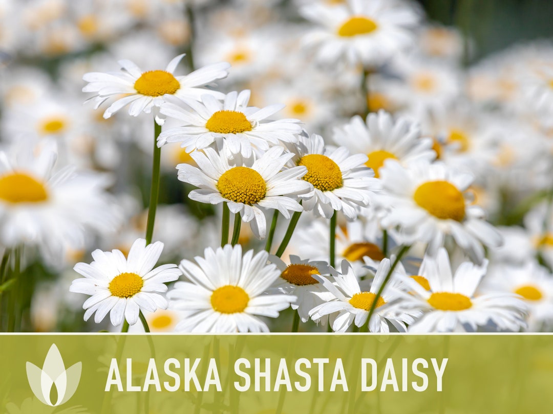 Alaska Shasta Daisy Seeds Heirloom Flower Seeds, Deer Resistant, Cut