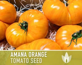Amana Orange Tomato Heirloom Seeds