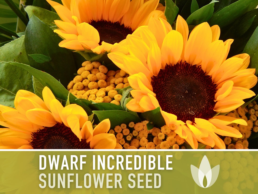 Dwarf Incredible Sunflower Seeds Heirloom Seeds, Dwarf Sunflower, Seed Packets, Flower Seeds