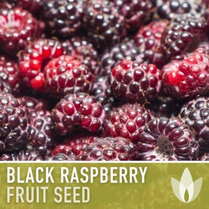 Black Raspberry Seeds - Heirloom Seeds, Medicinal Plant, Open ...