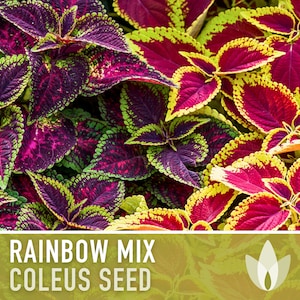 Coleus, Rainbow Mix Flower Seeds - Heirloom Seeds, Brightest Coleus Mix, Painted Nettle, Houseplants, Shade Garden, Coleus Blumei, Non-GMO