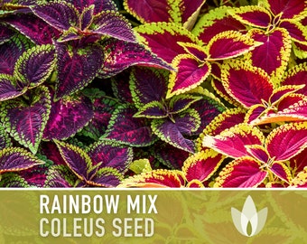 Coleus, Rainbow Mix Flower Seeds - Heirloom Seeds, Brightest Coleus Mix, Painted Nettle, Houseplants, Shade Garden, Coleus Blumei, Non-GMO
