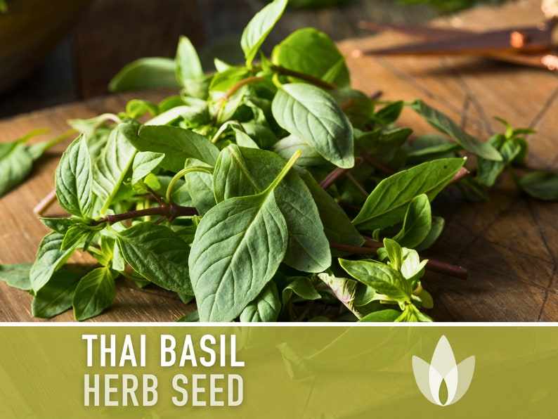 Thai Basil Herb Heirloom Seeds image 6