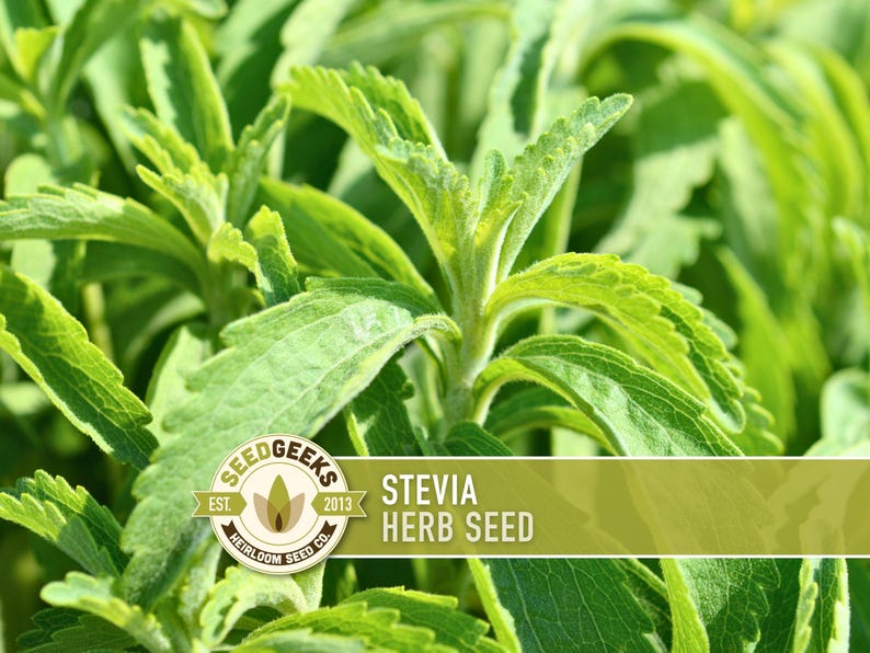 a close-up view of a plant with large, vibrant green leaves. The plant appears to be a herb seed, as indicated by the text "Seedgeek's EST. HERB SEED" in the image.