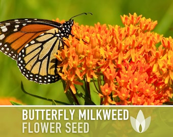 Butterfly Milkweed Seeds - Ascelpias Tuberosa, Heirloom Seeds, Monarch Butterfly, Milkweed Seeds, Native Seeds, Flower Seeds, Non-GMO