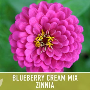 Blueberry Cream Zinnia Seeds | 100+ Seeds, Heirloom Flower Mix, Butterfly Garden, Bouquets imagem 9