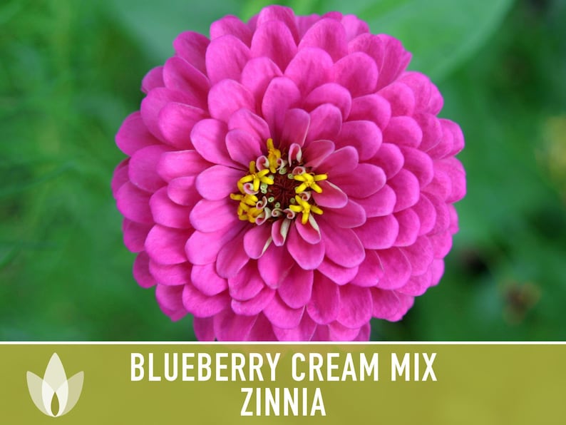 Blueberry Cream Zinnia Seeds | 100+ Seeds, Heirloom Flower Mix, Butterfly Garden, Bouquets imagem 9