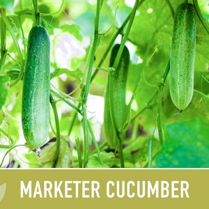 Marketer Cucumber Seeds | 30+ Seeds, Open-Pollinated, Non-GMO, Heirloom, AAS Winner, Slicing, Organic, Cucumis sativus image 9