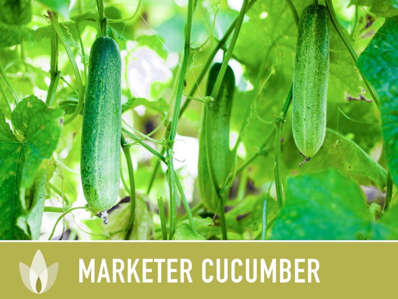Marketer Cucumber Seeds | 30+ Seeds, Open-Pollinated, Non-GMO, Heirloom, AAS Winner, Slicing, Organic, Cucumis sativus image 9