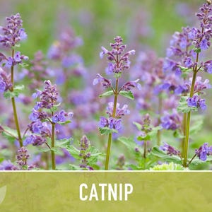 Catnip Herb Seeds | 300+ Heirloom Seeds for Cat Euphoria, Calming Herbal Tea, Bee Garden image 5