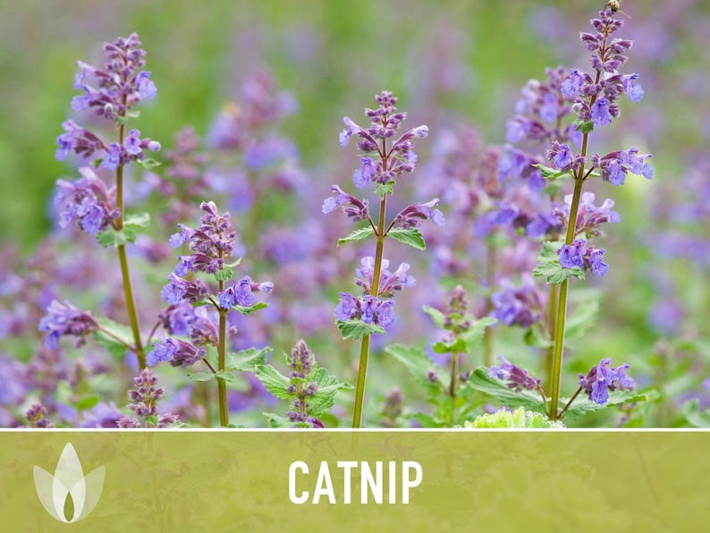 Catnip Herb Seeds | 300+ Heirloom Seeds for Cat Euphoria, Calming Herbal Tea, Bee Garden image 5