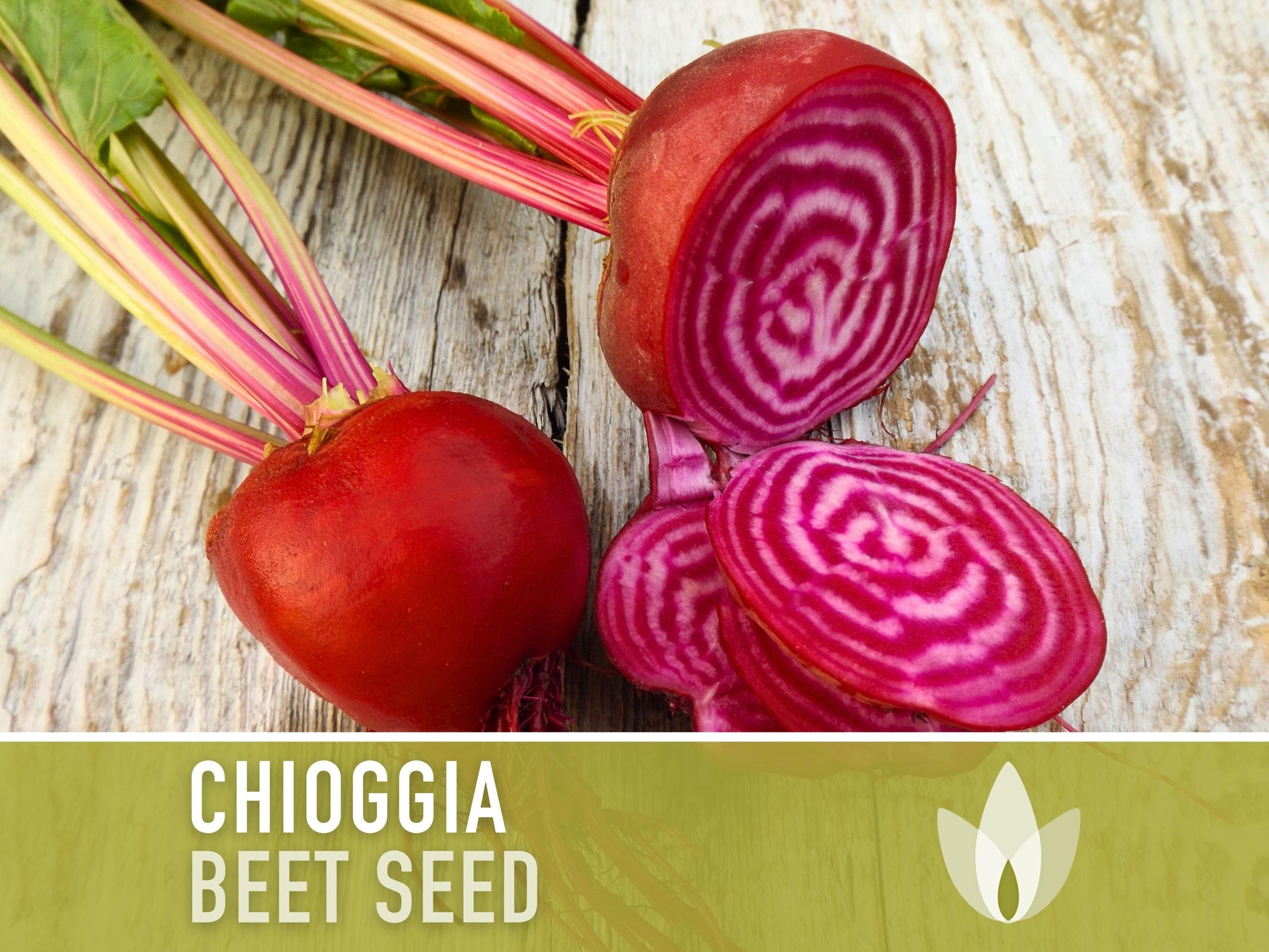 Chioggia Beet Heirloom Seeds
