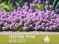 Creeping Thyme Seeds – Heirloom Culinary Herb, Ground Cover