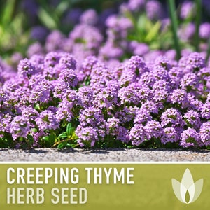 Creeping Thyme Seeds - Heirloom Seeds, Thymus Serpyllum, Culinary Herb Seeds, Ground Cover Seeds, Open Pollinated, Non-GMO