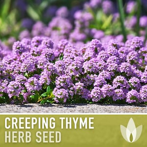 Creeping Thyme Seeds - Heirloom Seeds, Thymus Serpyllum, Culinary Herb Seeds, Ground Cover Seeds, Open Pollinated, Non-GMO