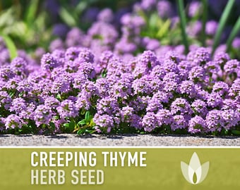 Creeping Thyme Seeds - Heirloom Seeds, Thymus Serpyllum, Culinary Herb Seeds, Ground Cover Seeds, Open Pollinated, Non-GMO