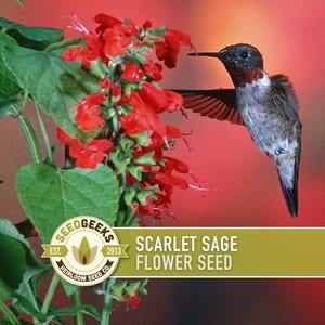 May include: A hummingbird hovers near a cluster of bright red Scarlet Sage flowers. The image features a vibrant red background and green foliage. Text on the image reads "Scarlet Sage Flower Seed" and includes a logo for Seed Geeks.