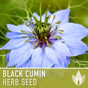 Black Cumin Herb Seeds - Heirloom Seeds, Medicinal & Culinary Herb, Black Caraway, Roman Coriander, Nigella Sativa, Open Pollinated, Non-GMO