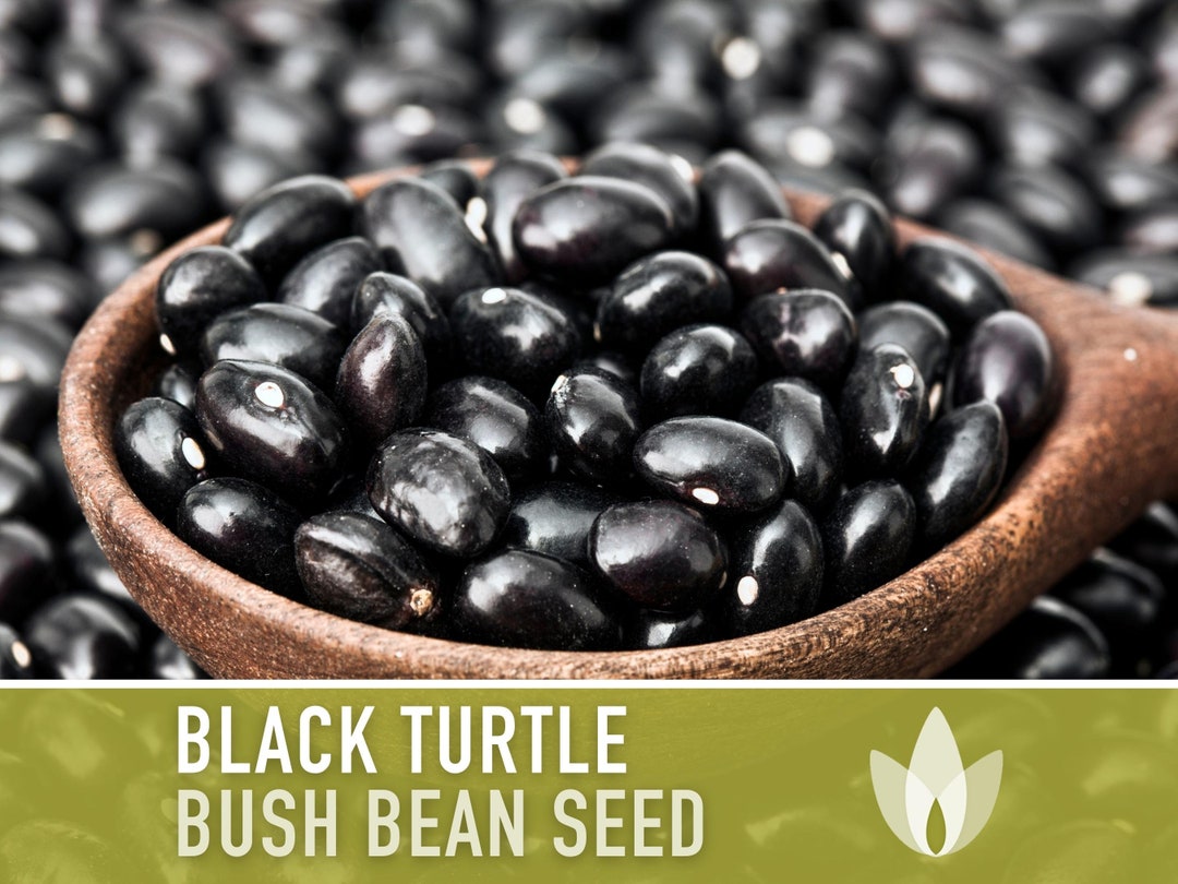 Black Turtle Bush Bean Seeds Heirloom Seeds, Bush Bean, High Yield