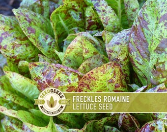 May include: Close-up of Freckles Romaine lettuce. The leaves are a vibrant green with speckled maroon markings. The image includes the Seed Geeks logo and text that reads "Freckles Romaine Lettuce Seed".