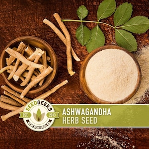Ashwagandha Herb Seeds | 30+ Seeds, Organic, Heirloom Indian Ginseng, Medicinal, Withania somnifera image 1
