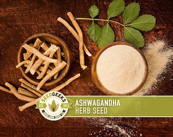 Ashwagandha Herb Seeds | 30+ Seeds, Organic, Heirloom Indian Ginseng, Medicinal, Withania somnifera