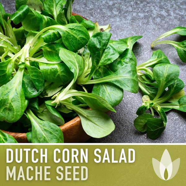 Corn Salad, Dutch, Mache Heirloom Seeds - Winter salad, Grow all year, Four season harvest