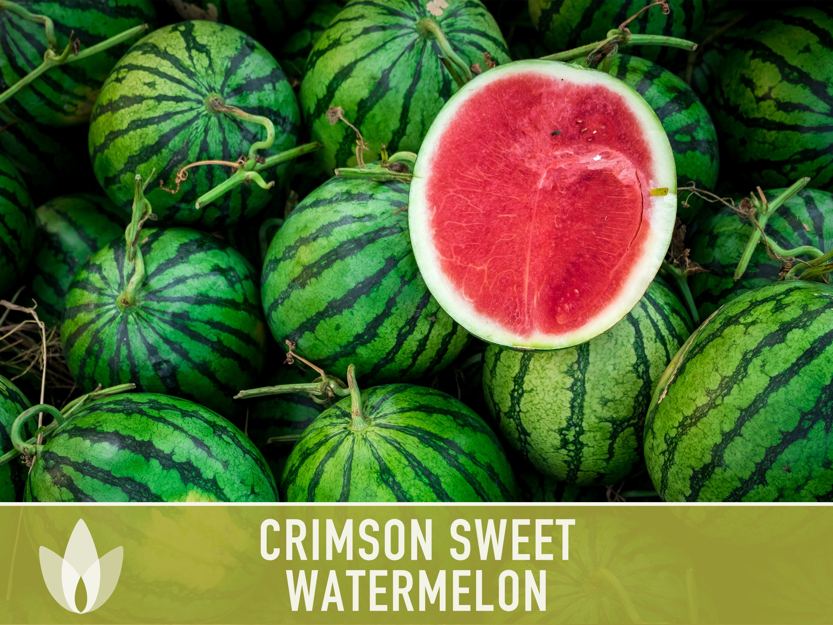 Semillas tradicionales de sandía dulce carmesí: polinización abierta, sin  OGM - Etsy México, image size:2700x2025