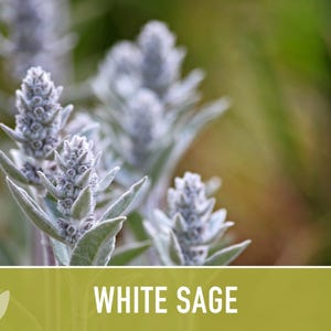 White Sage Seeds | 50+ Seeds, Heirloom, Ceremonial, Non-GMO, Sacred Medicinal Herb, Smudging, Salvia apiana image 5
