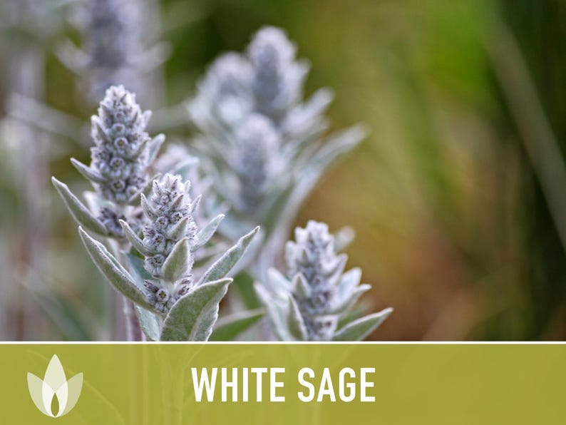 White Sage Seeds | 50+ Seeds, Heirloom, Ceremonial, Non-GMO, Sacred Medicinal Herb, Smudging, Salvia apiana image 5