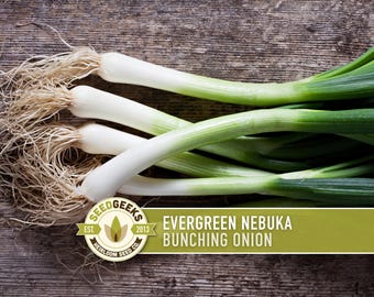 Evergreen Nebuka Bunching Onion Heirloom Seeds - Scallions, Green Onions, Japanese Onion
