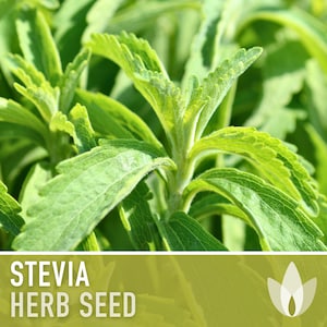 Stevia the Sweet Herb