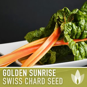 Golden Sunrise Swiss Chard Seeds - Heirloom Seeds, High Yield, Savoyed Leaves, Golden Stalks, Microgreens, Beta Vulgaris, OP, Non-GMO