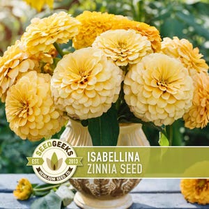 May include: A vibrant bouquet of Isabella Zinnia flowers in a decorative vase. The flowers are a soft yellow hue, with multiple layers of petals. The vase is cream-coloured with a detailed pattern. The image includes the text "SEED GEEKS" and "ISABELLINA ZINNIA SEED".