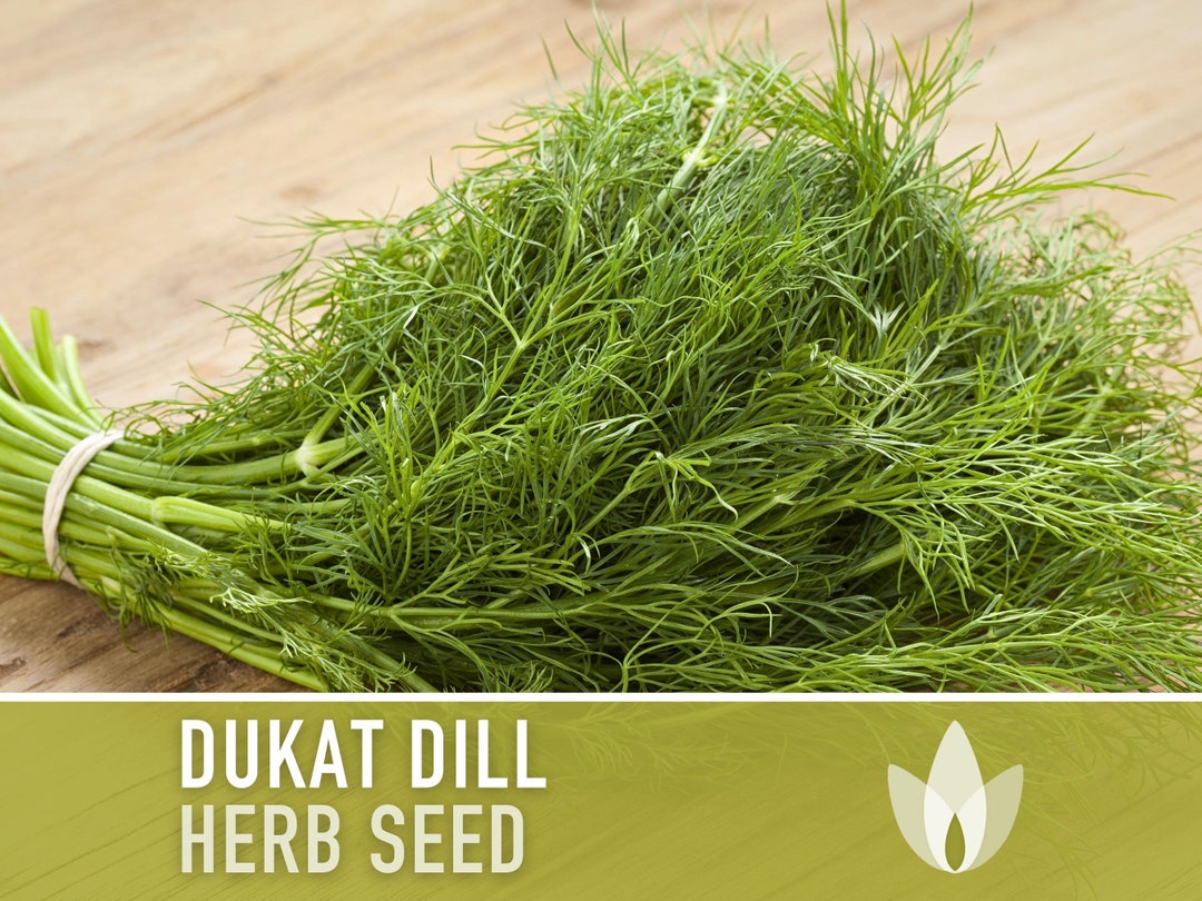 Dukat Dill Heirloom Seeds Pickling Spice, Scandinavian Dill, Nongmo