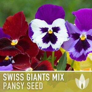 Swiss Giants Pansy Seeds, Heirloom Edible Flowers, 100 Seeds image 8