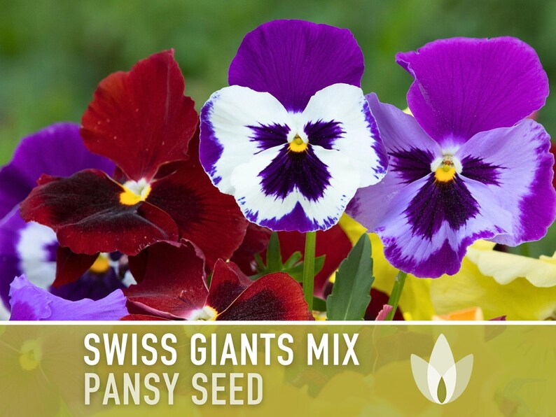 Swiss Giants Pansy Seeds, Heirloom Edible Flowers, 100 Seeds image 8
