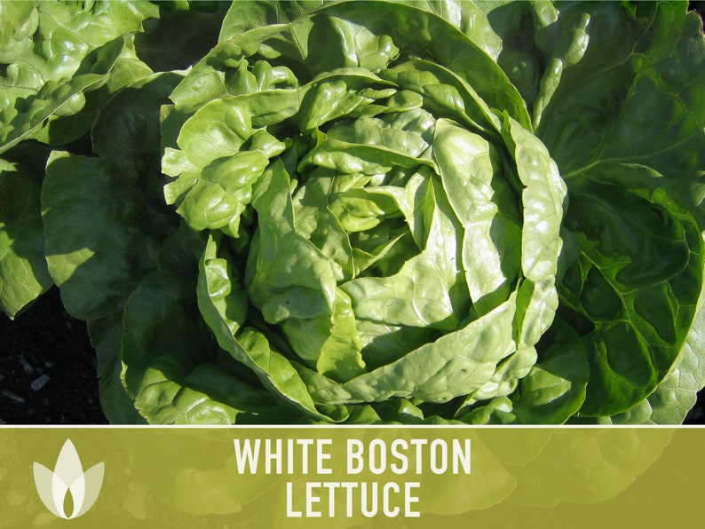 White Boston Butterhead Lettuce Seeds Heirloom Seeds Etsy