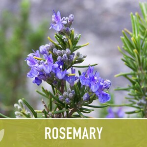 Semillas de Romero - Semillas tradicionales, Hierba culinaria, Hierba medicinal, Polinización abierta, Perenne, Rosmarinus Officinalis, Sin OMG imagen 10