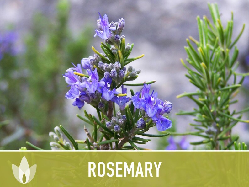 Semillas de Romero - Semillas tradicionales, Hierba culinaria, Hierba medicinal, Polinización abierta, Perenne, Rosmarinus Officinalis, Sin OMG imagen 10