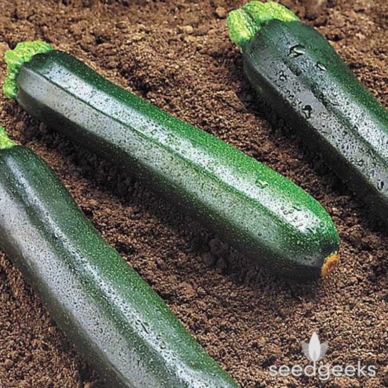 Black Beauty Zucchini Summer Squash Heirloom Seeds Etsy