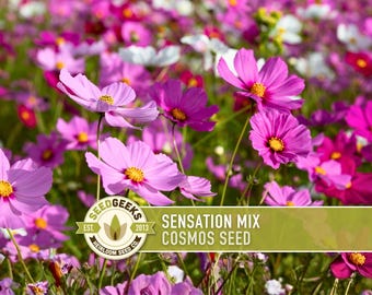 Cosmos, Sensation Mix Flower Seeds - Cut Flowers, Butterfly Garden, Pollinator Friendly, Heirloom, Non-GMO