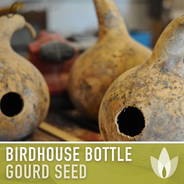 Birdhouse Bottle Gourd Seeds - Heirloom Seeds, Vining Squash Seeds, Bottle Gourd, Open Pollinated, Non-GMO